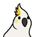 Sulphur-Crested Cockatoo