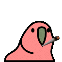 Blunt Parrot